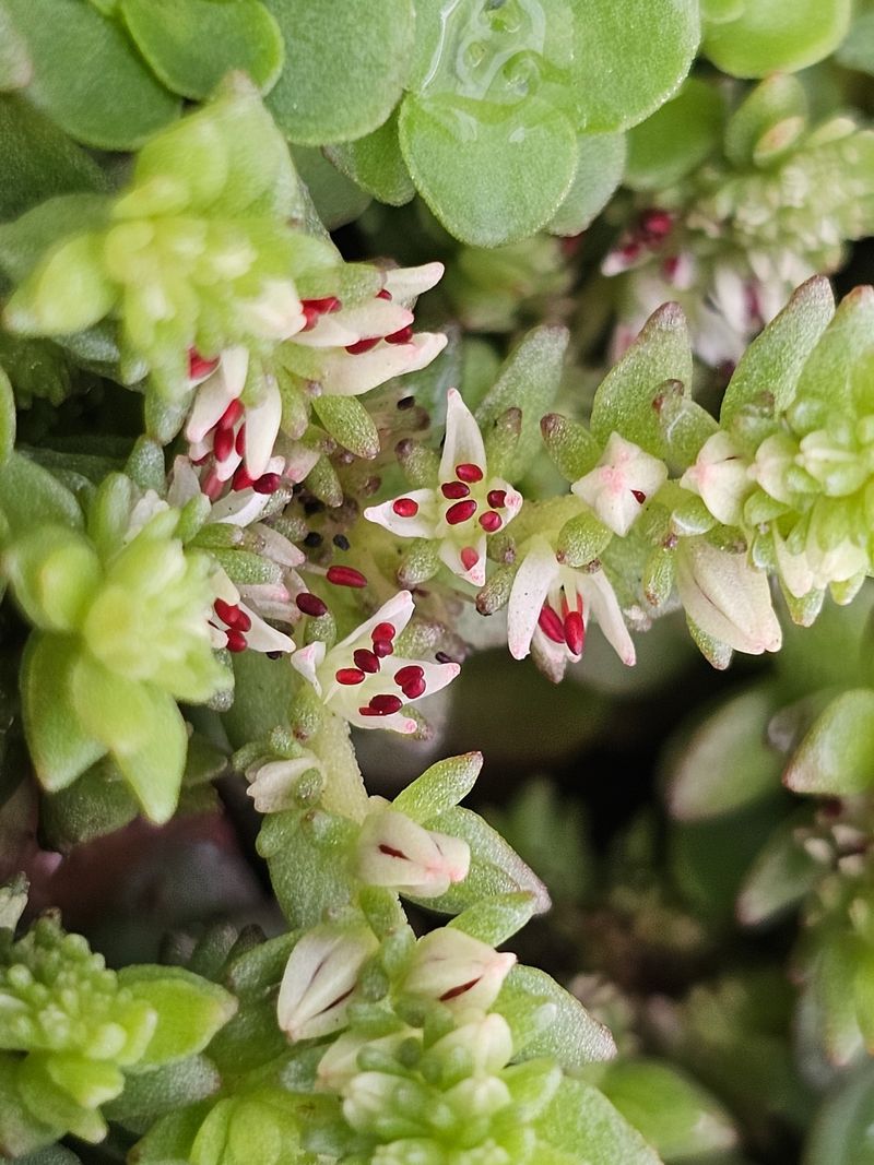 Use Wild Stonecrop To Fill Sunny Rocky Gaps