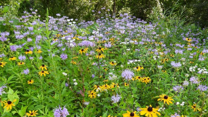 Use Wildflower Mixes Suited To Local Conditions