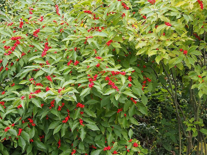 Use Winterberry Holly For Bright Cold Season Interest