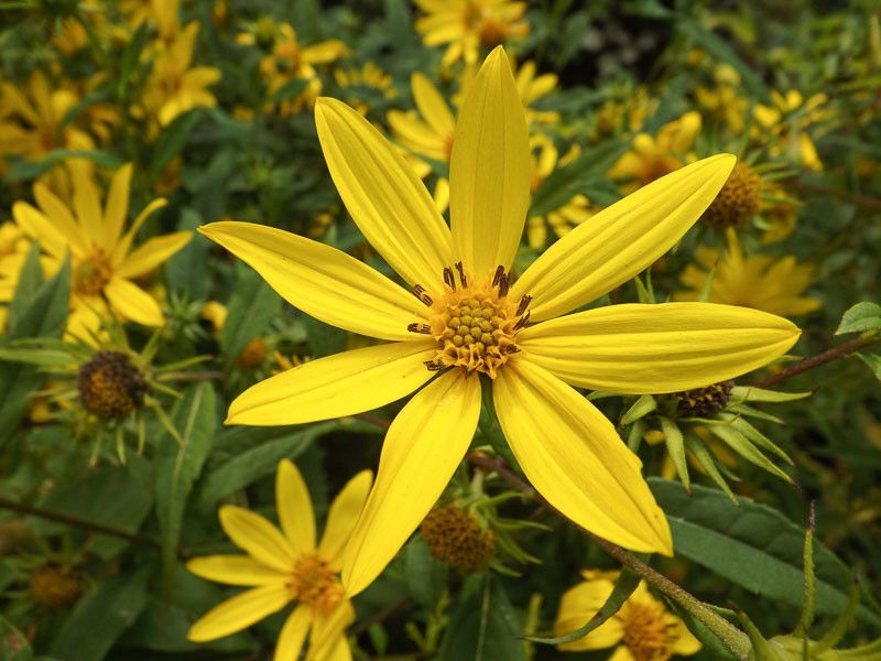 Use Woodland Sunflower To Carry Bee Traffic Toward Fall