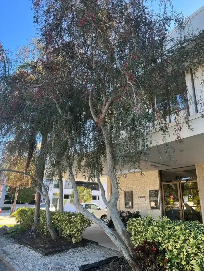 Use Yaupon Holly Where A Smaller Native Tree Fits Better Use Yaupon Holly Where A Smaller Native Tree Fits Better