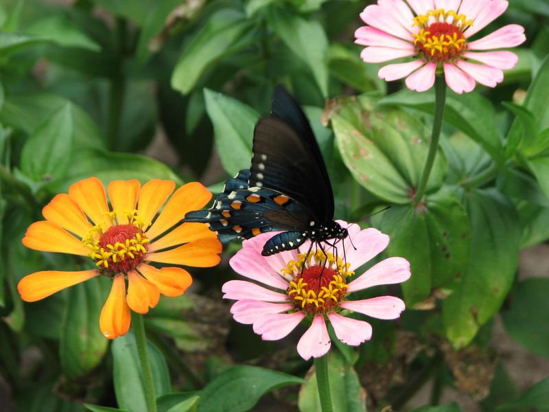 Use Zinnias Where Pollinators And Cut Flowers Matter