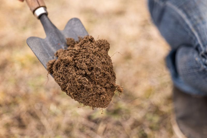 Using Alkaline Soil Without Amendments