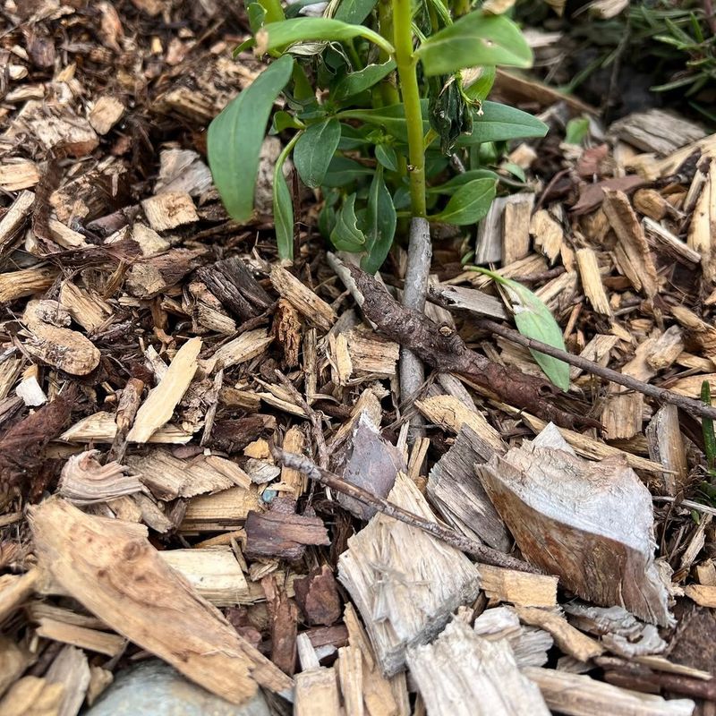 Using Chunky Mulch Where Slugs Can Hide Under The Pieces Using Chunky Mulch Where Slugs Can Hide Under The Pieces