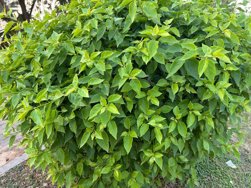 Using Fertilizer That Pushes Leaves Instead Of Flowers
