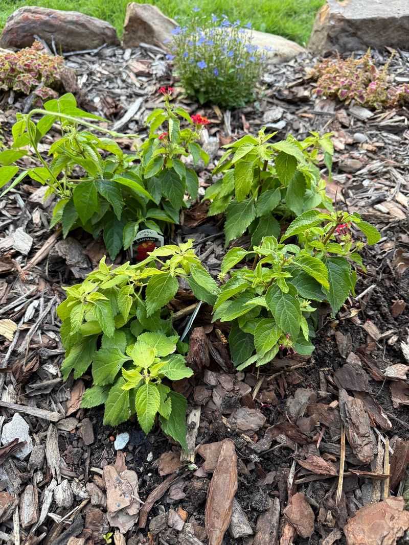 Using Frequent Light Watering Instead Of Letting Soil Dry Somewhat Using Frequent Light Watering Instead Of Letting Soil Dry Somewhat