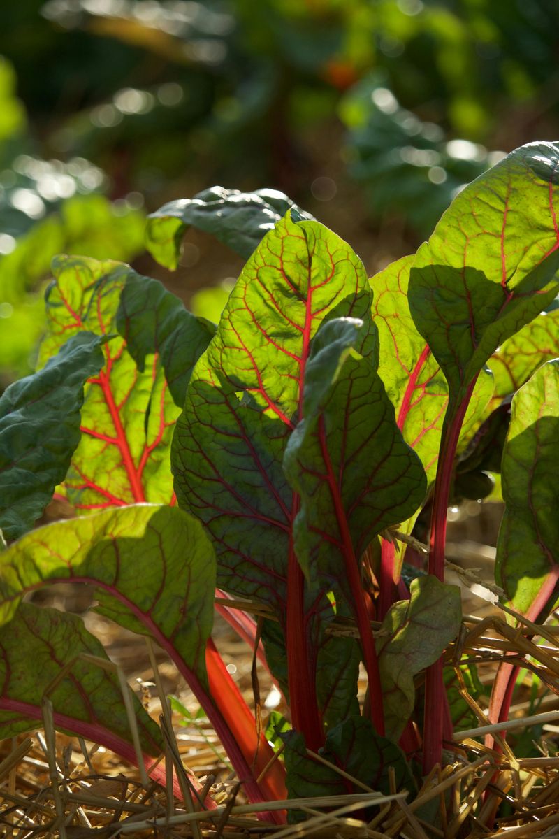 Using Fresh Wood Chips Directly Around Vegetables