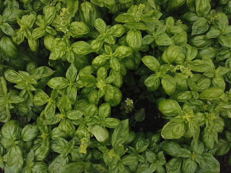 Using Heavy Clay Soil Without Amending It