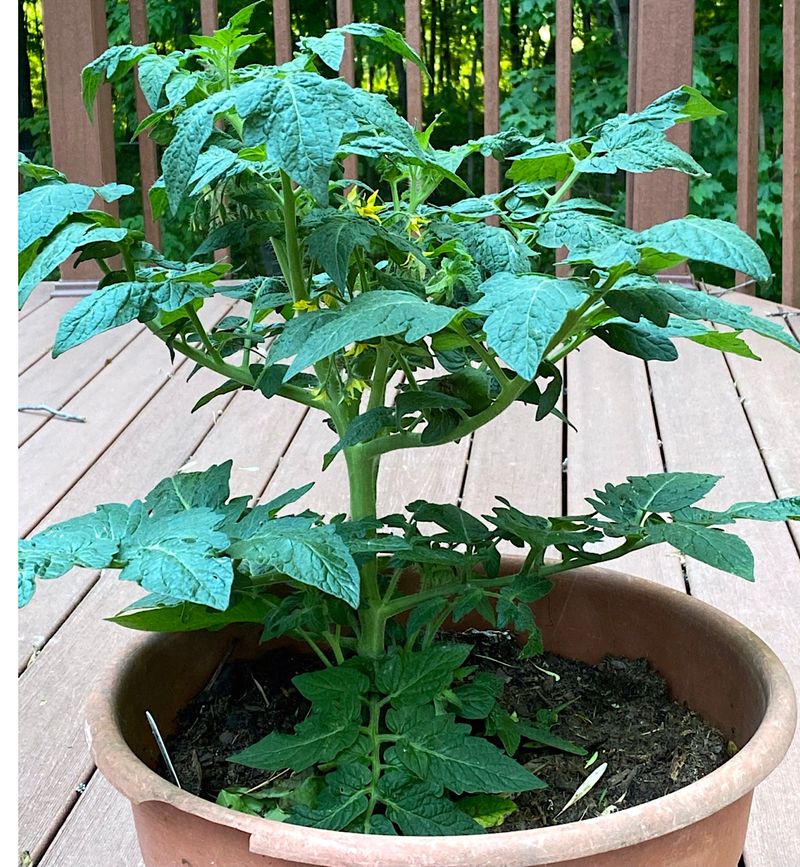 Using Heavy Garden Soil In Your Containers