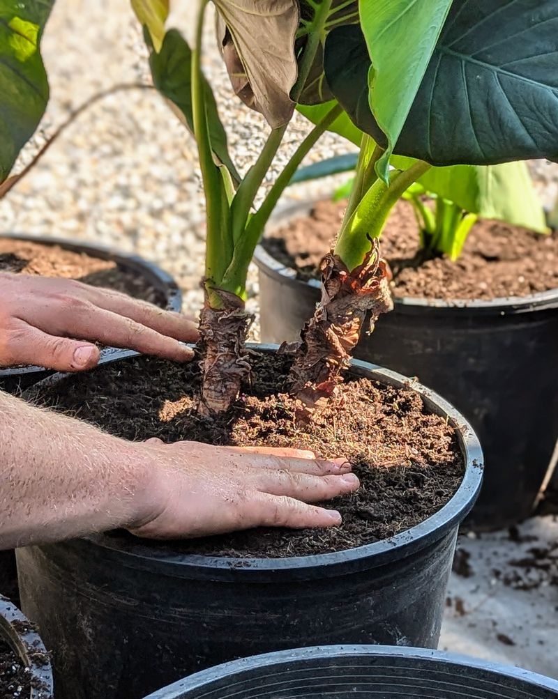 Using Heavy, Poorly Draining Soil Using Heavy, Poorly Draining Soil