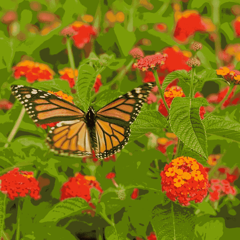 Using More Native Texas Plants Using More Native Texas Plants