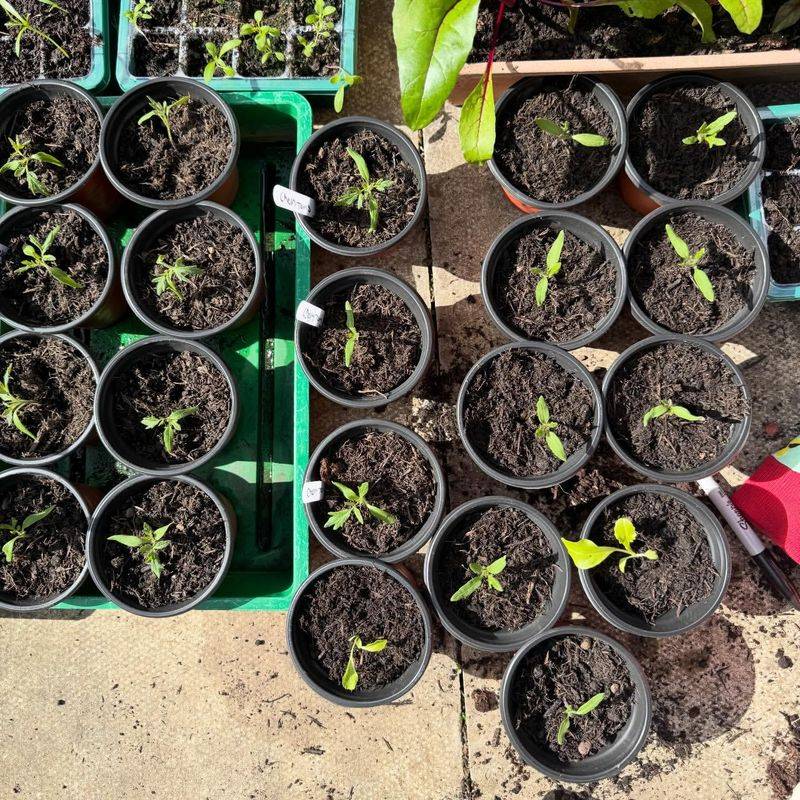 Using Pots That Are Far Too Small