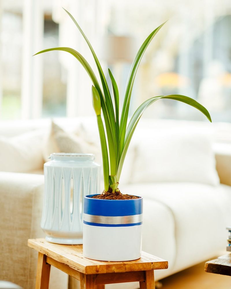 Using Pots Without Drainage