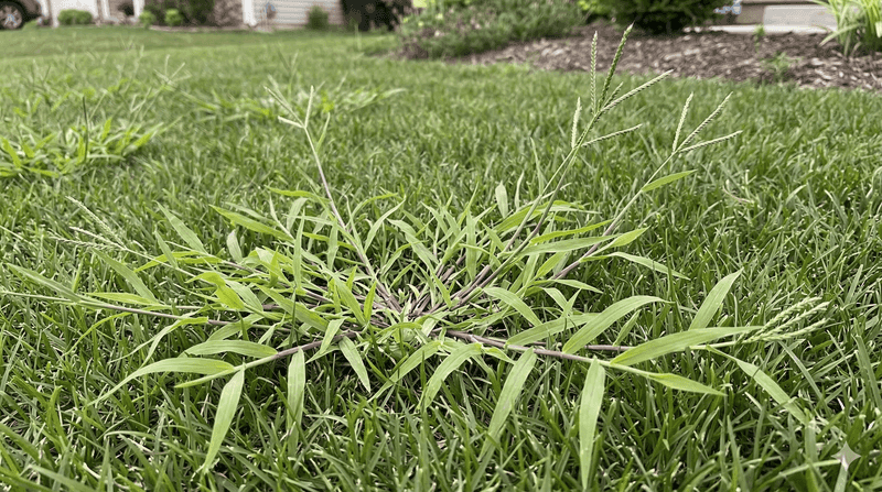 Using Pre Emergent Too Late For Warm Season Weeds