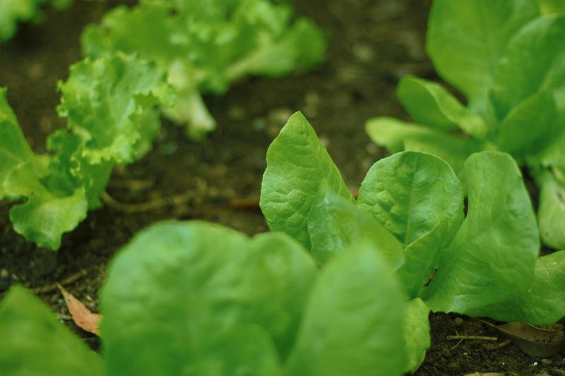 Using Raw Or Fresh Manure On An Edible Garden