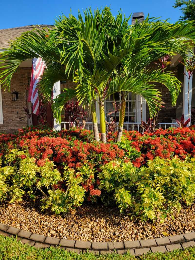 Using Rock Or Pea Gravel Mulch Around Ixora