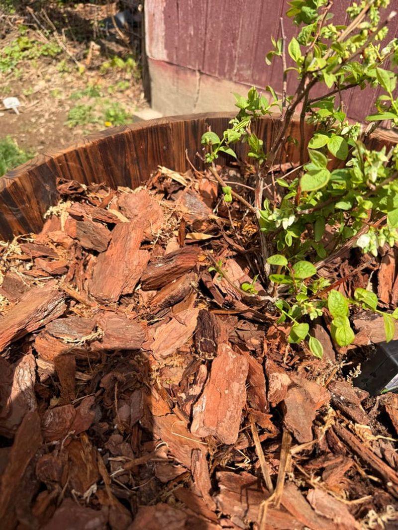 Using The Wrong Compost Fertilizer Or Mulch Around Blueberries