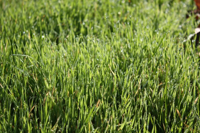 Using Thirsty Grass Types Not Suited For Colorado Using Thirsty Grass Types Not Suited For Colorado
