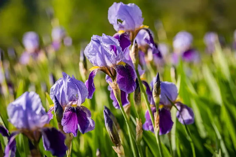 Using Too Much Nitrogen Fertilizer