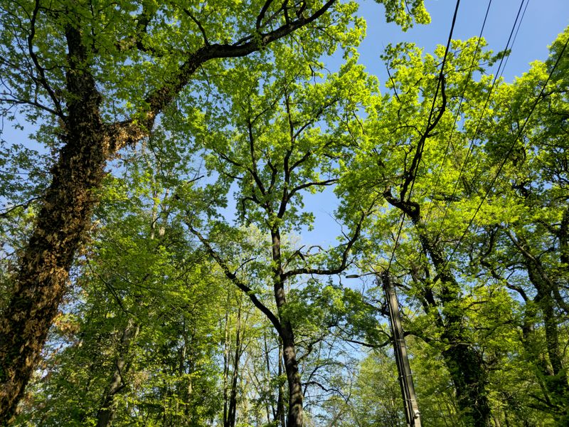 Utility Companies Have Special Rights