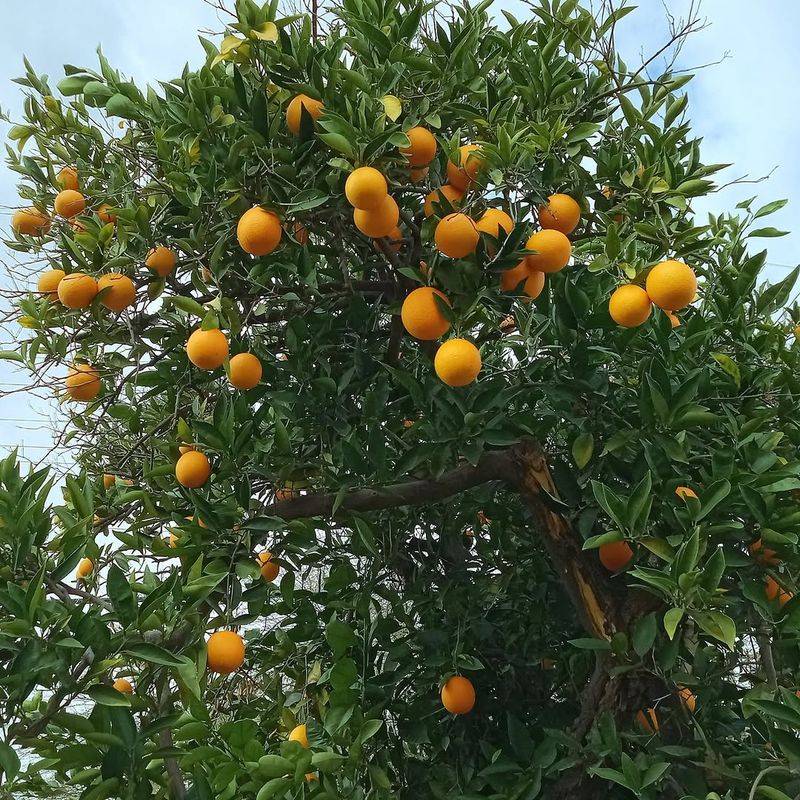 Valencia Oranges Continue Producing During Desert Summers