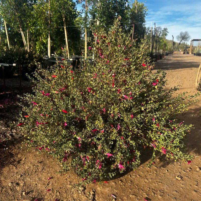 Valentine Bush Keeps A Tidy Shape With Minimal Trimming