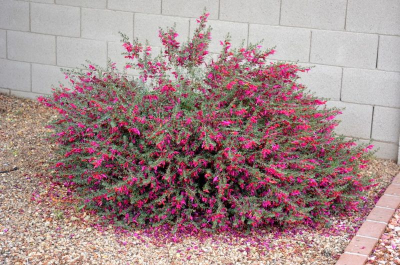 Valentine Bush Keeps Its Color Near Reflective Surfaces Valentine Bush Keeps Its Color Near Reflective Surfaces