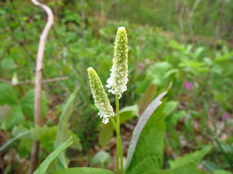 Vanilla Leaf Makes Bare Soil Look Intentional Vanilla Leaf Makes Bare Soil Look Intentional