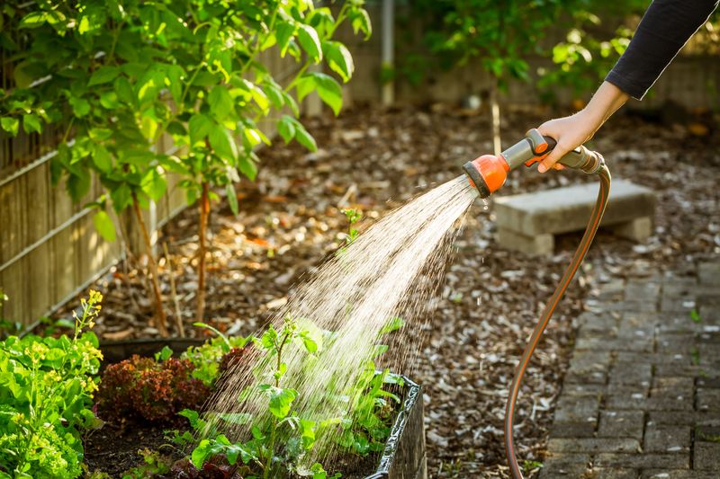 Vegetable Gardens Need Consistent Soil Moisture
