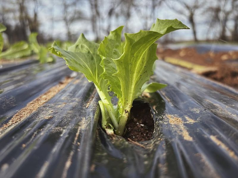 Vegetable Plants Stay Small And Pale Despite Warm Weather