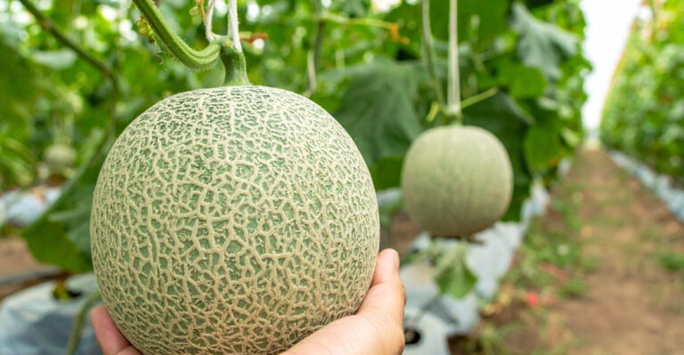 Vegetables California Gardeners Can Still Plant In May For A Summer Harvest