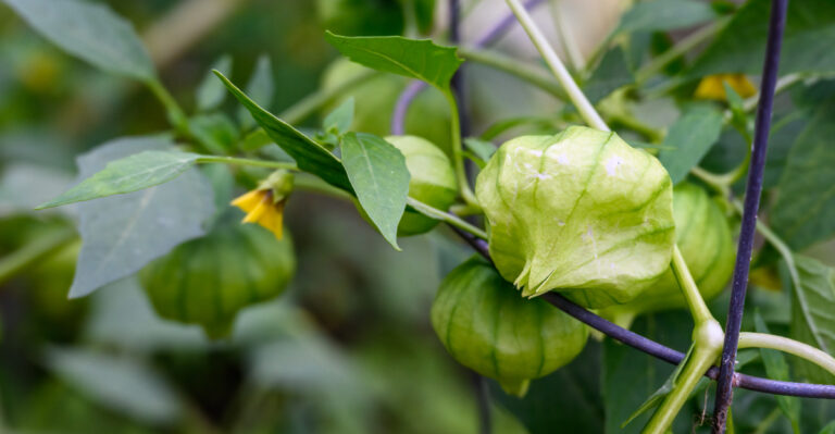 Vegetables Oregon Homeowners Are Surprised They Can Grow In Their Backyards