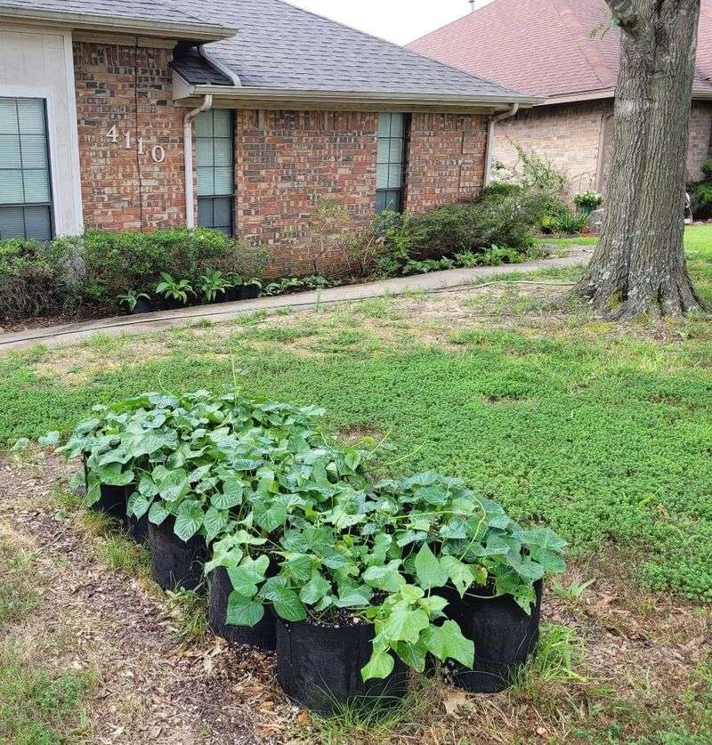 Vegetables Oregon Homeowners Are Surprised They Can Grow In Their Backyards
