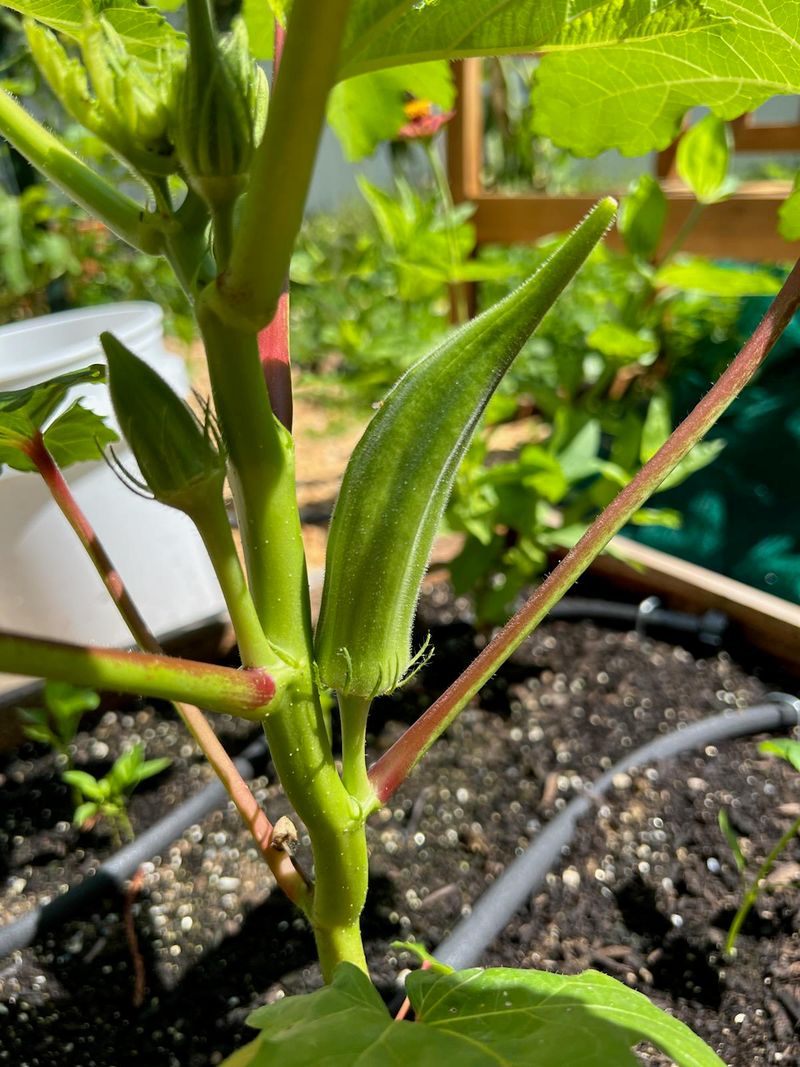 Vegetables Oregon Homeowners Are Surprised They Can Grow In Their Backyards