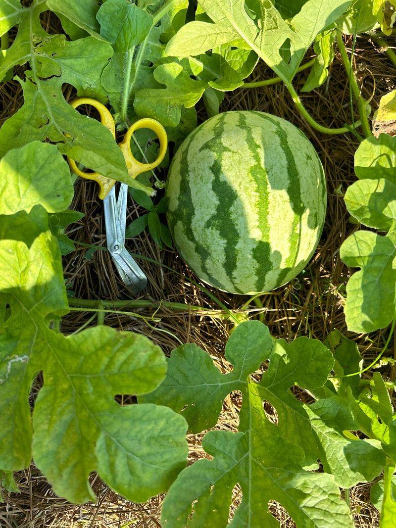 Vegetables Oregon Homeowners Are Surprised They Can Grow In Their Backyards