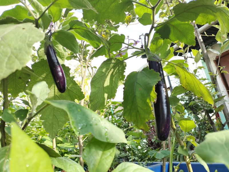 Vegetables Oregon Homeowners Are Surprised They Can Grow In Their Backyards