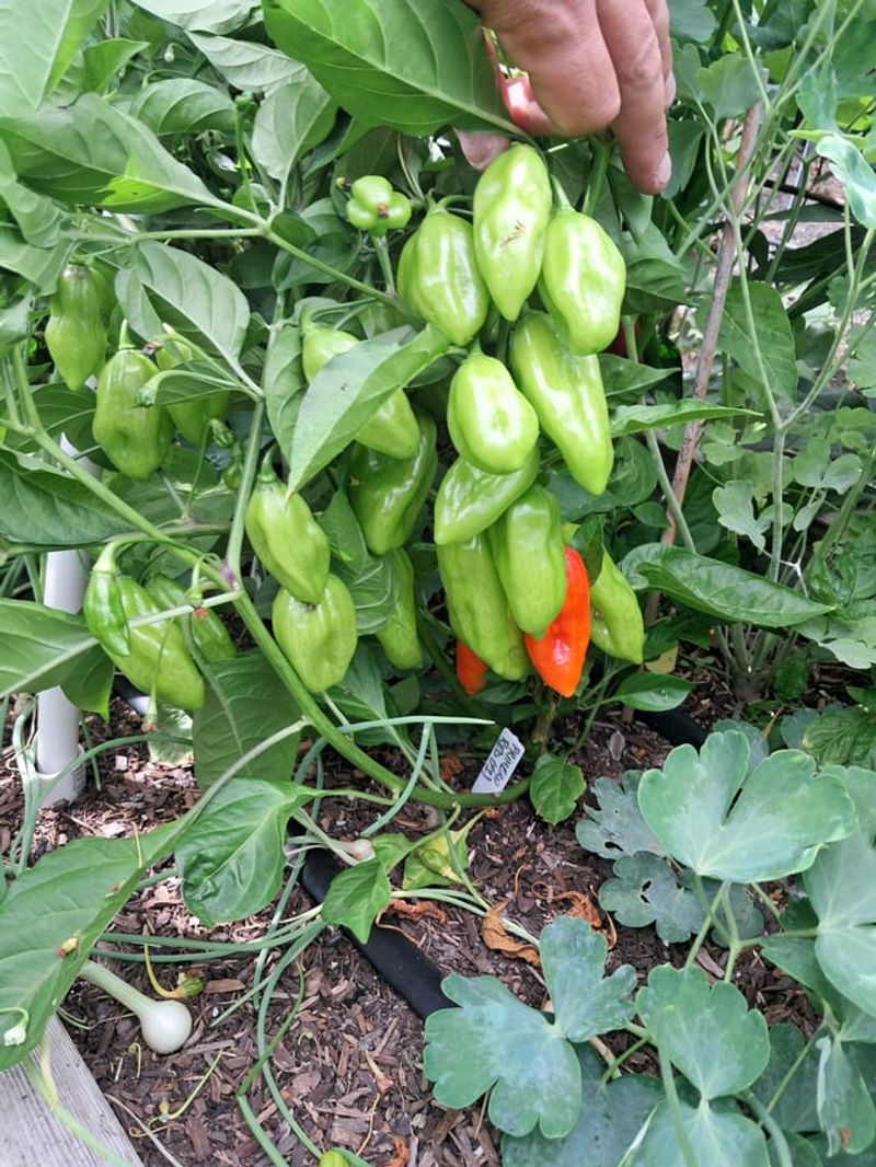 Vegetables Oregon Homeowners Are Surprised They Can Grow In Their Backyards