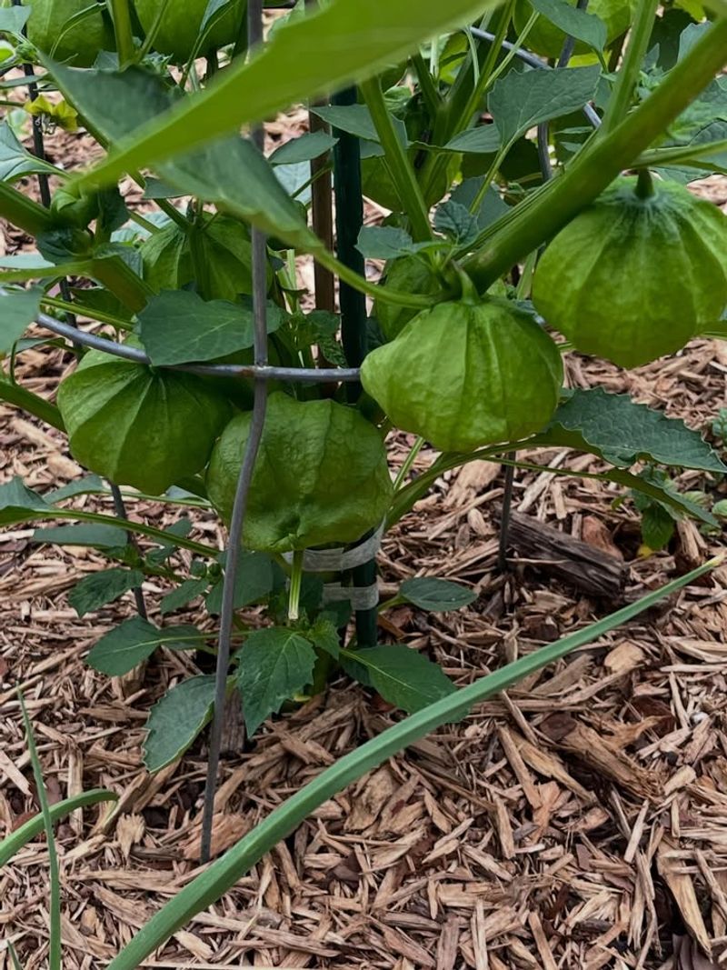 Vegetables Oregon Homeowners Are Surprised They Can Grow In Their Backyards