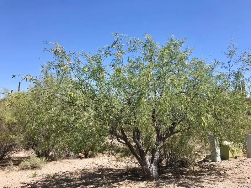Velvet Mesquite Casts Cooler Shade Across Hot Yards
