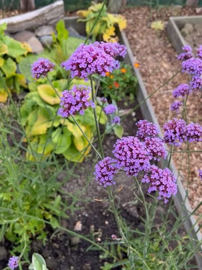 Verbena