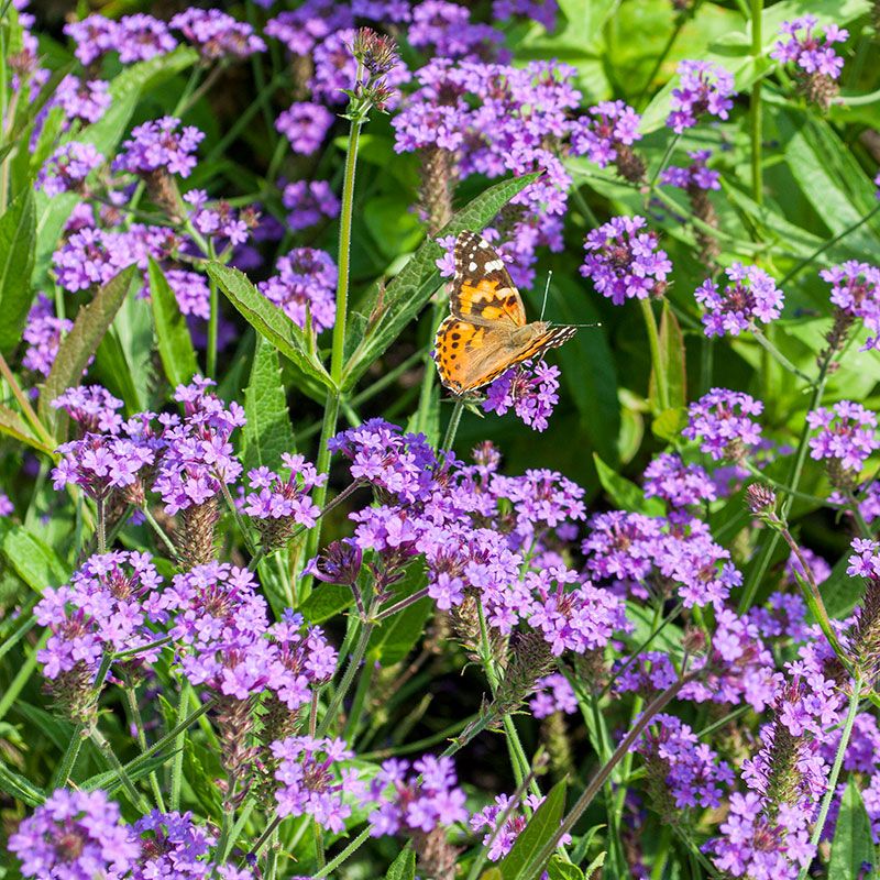 Verbena