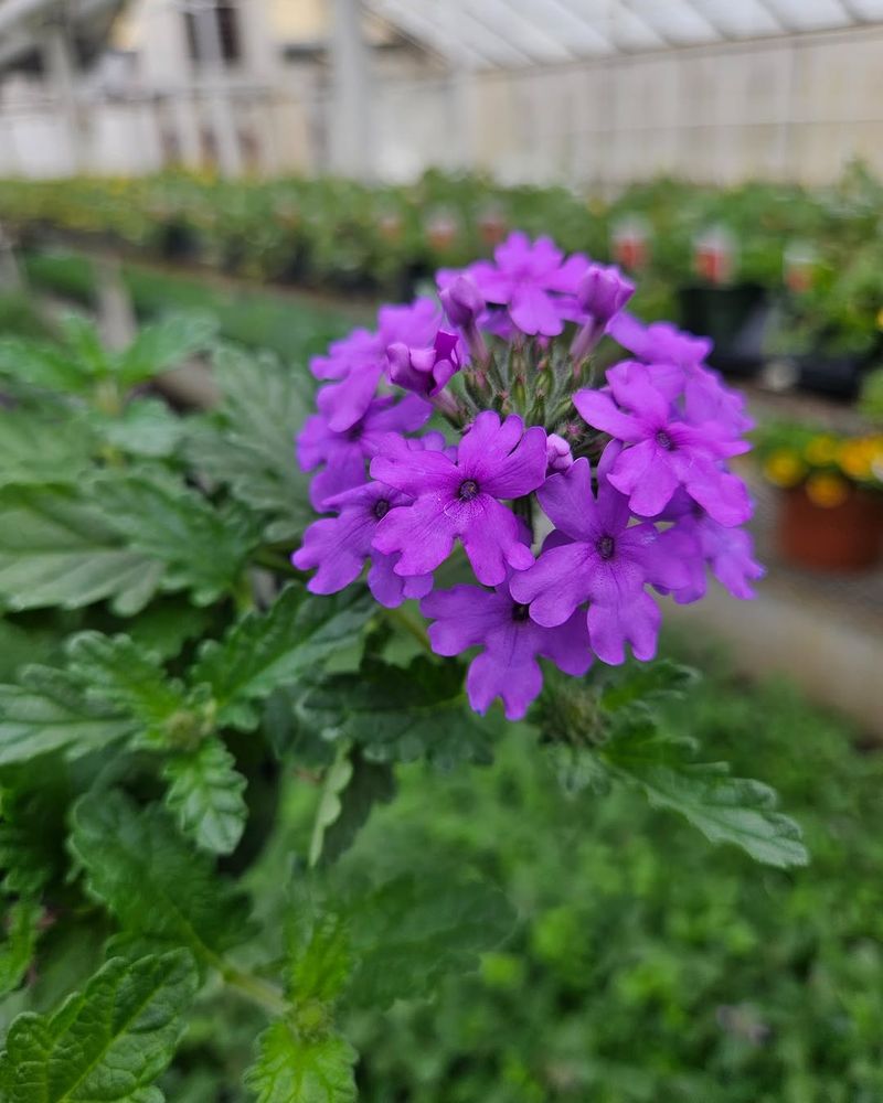 Verbena Verbena