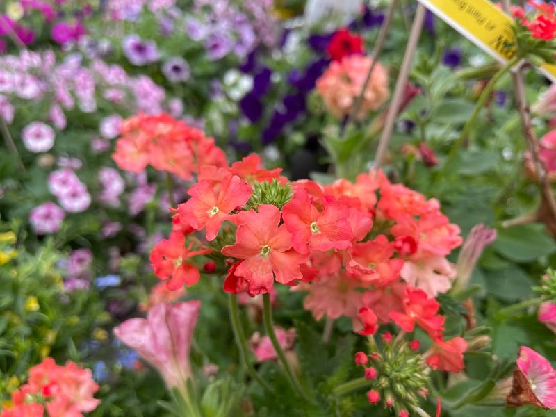 Verbena