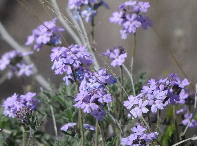 Verbena Fills Out Again With A Light Summer Shearing