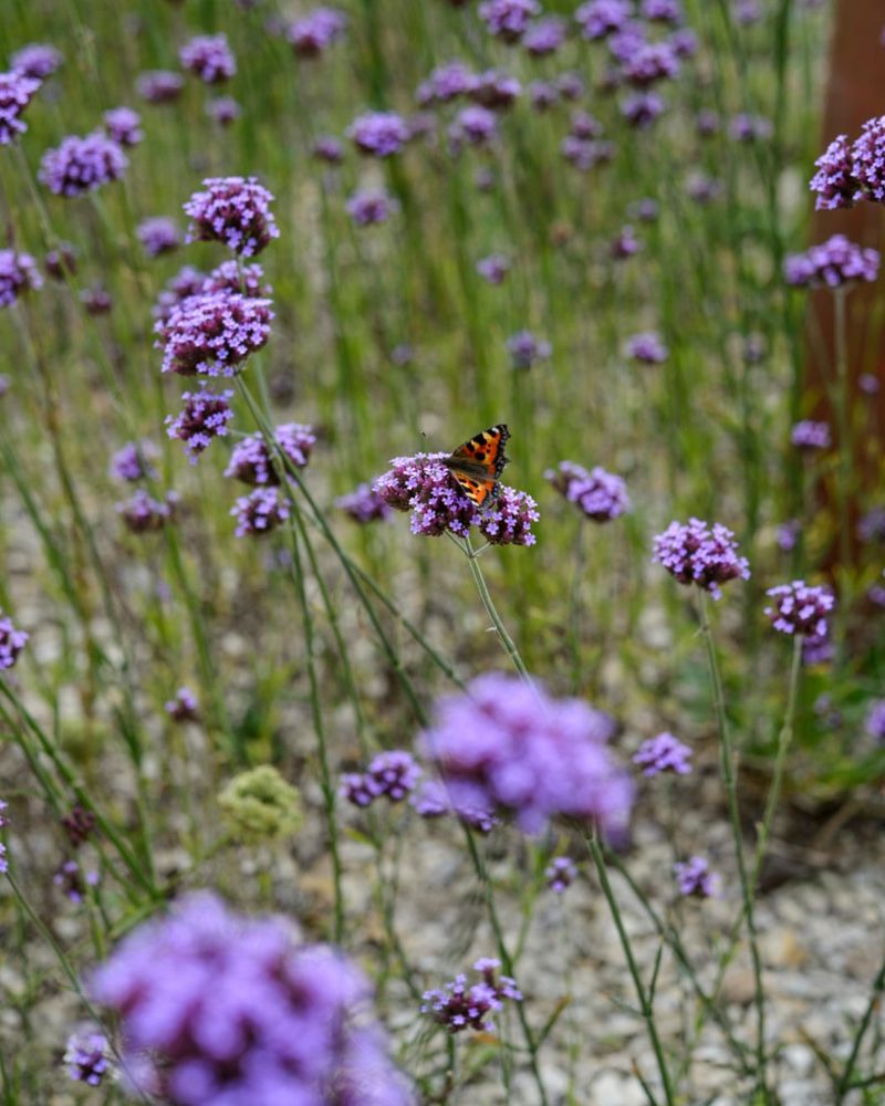 Verbena Produces Continuous Clusters Of Nectar