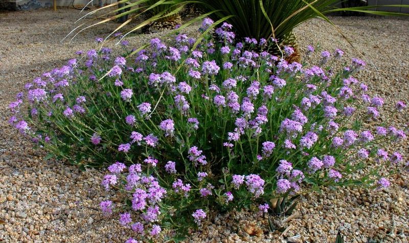 Verbena Sends Out Fresh Growth After Trimming