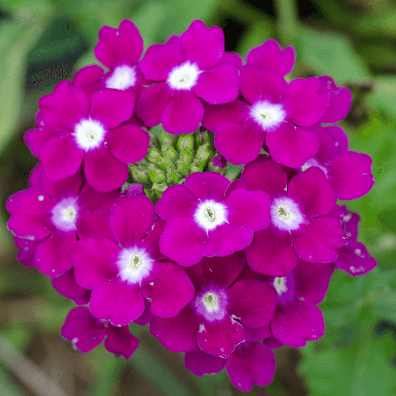 Verbena Softens Borders With Long-Season Color