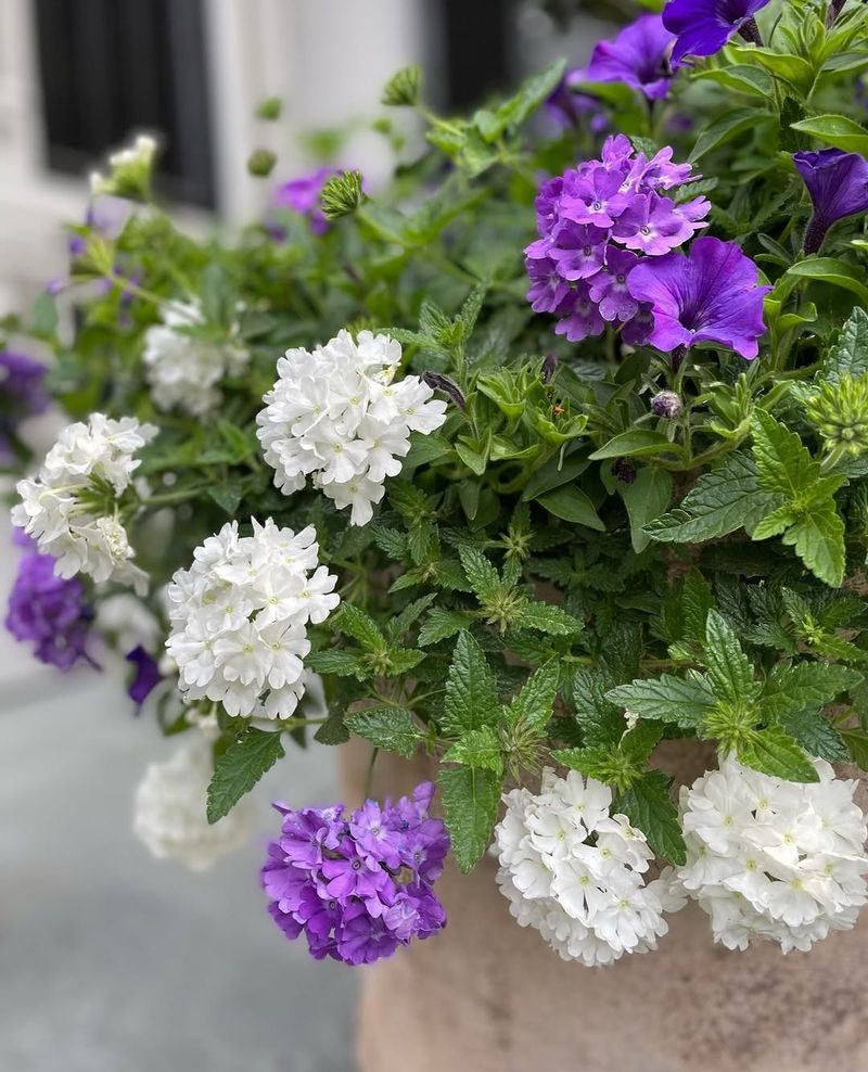 Verbena Spills Over Pot Edges All Summer