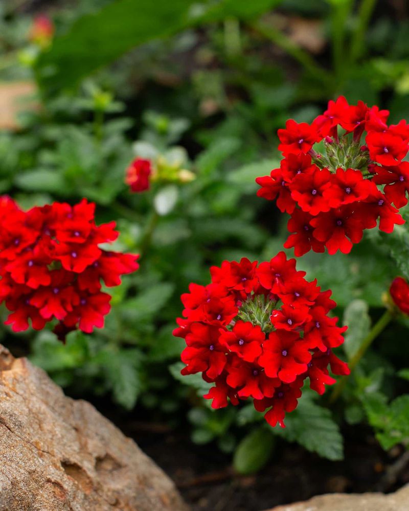 Verbena Spreads Bright Color Without Fading Fast
