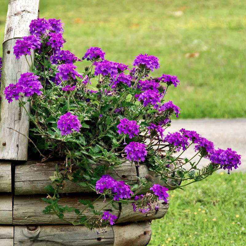 Verbena Spreads Color Through Sunny Pots Verbena Spreads Color Through Sunny Pots